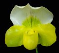 Paph. Satin Stone 'Angel Orchids'